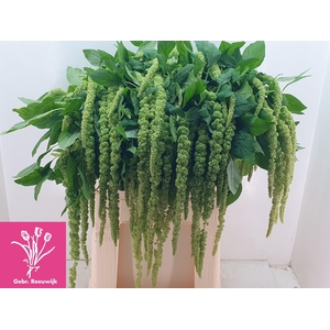 AMAR CA GREEN CORD