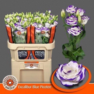 Lisianthus do rosita blue picotee