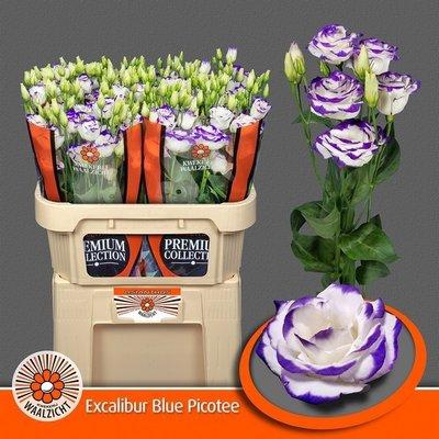 <h4>Lisianthus do rosita blue picotee</h4>