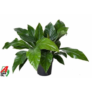 Anthurium niet bloeiend ellipticum Jungle Bush