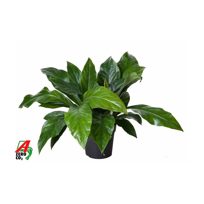 <h4>Anthurium Jungle Bush 2PP</h4>