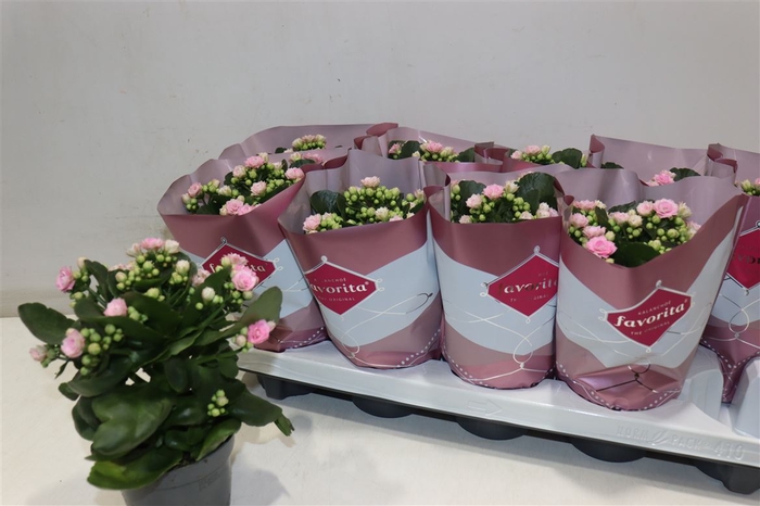 <h4>arr8 Kalanchoe Double Deluxe Pink Stadiu</h4>