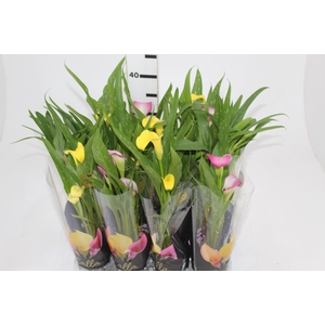 CALLA MINI P09