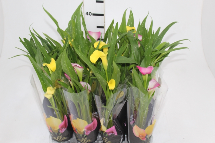 <h4>CALLA MINI P09</h4>