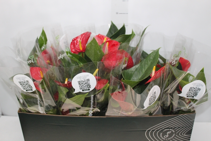 <h4>ANTHURIUM RED SUCCESS P15 PREMIUM</h4>