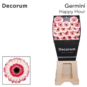 Germini Happy Hour Diamond