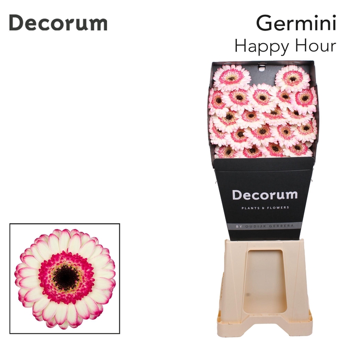 <h4>Germini Happy Hour Diamond</h4>