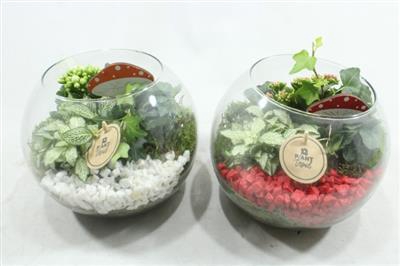 7453 BOLGLAS ROOD/WIT