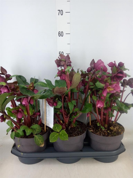 <h4>Helleborus  'Fkiss Charmer'</h4>