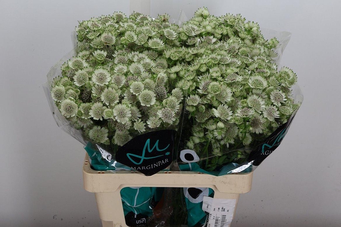 <h4>Astr Billion Sta Xl 60cm</h4>