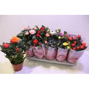 Ro B Monde Gem 6 Srt