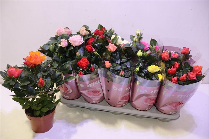 <h4>arr8 Ro B Monde Gem 6 Srt</h4>