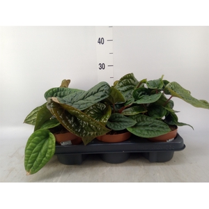 Anthurium   ...