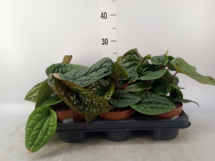 <h4>Anthurium   ...</h4>