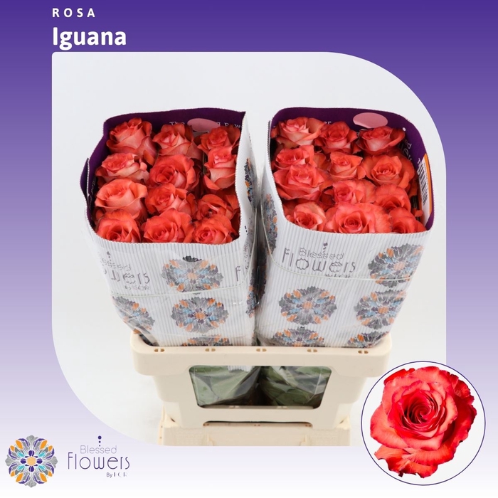<h4>Rosa gr Iguana</h4>