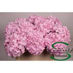 HYDR M PINKY