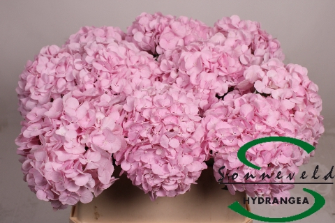 <h4>HYDR M PINKY</h4>