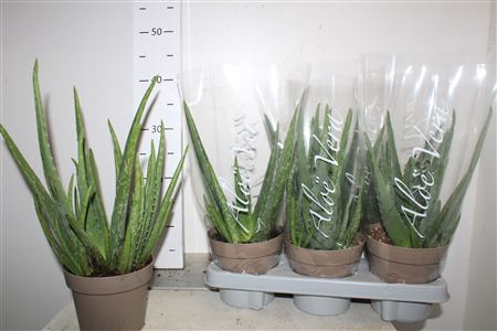 <h4>Aloe Vera</h4>