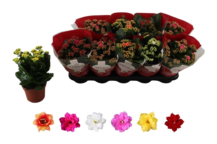 <h4>KAL GE RO GEM 6 KL</h4>