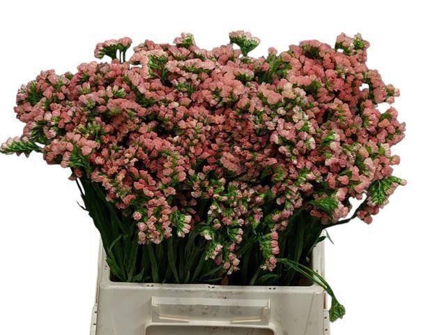 <h4>LIM S ROYAL ORANGE</h4>