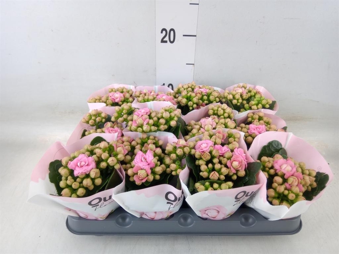 <h4>Kalanchoe   ...</h4>