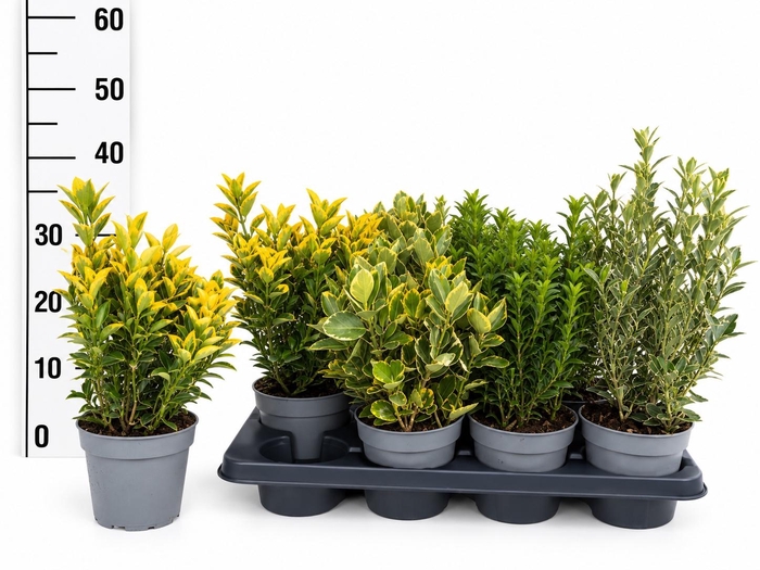 <h4>EUONYMUS JAP GEM</h4>