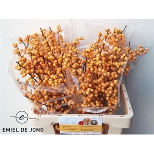 ILEX VE GOLD VERBOOM