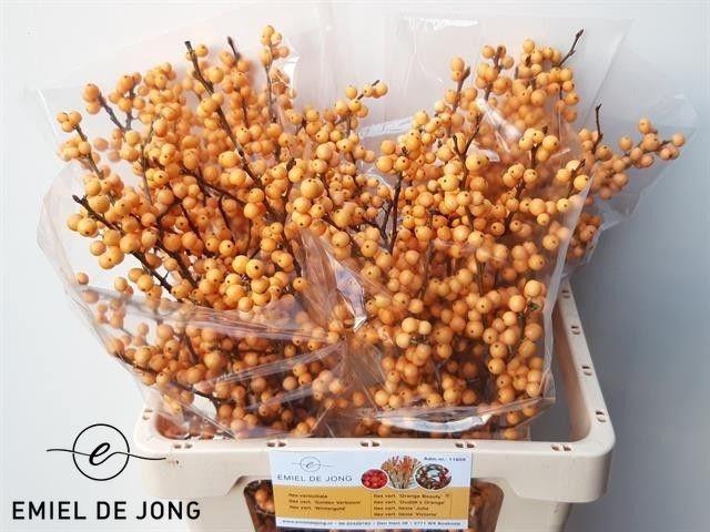 <h4>ILEX VE GOLD VERBOOM</h4>