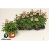 Cleome