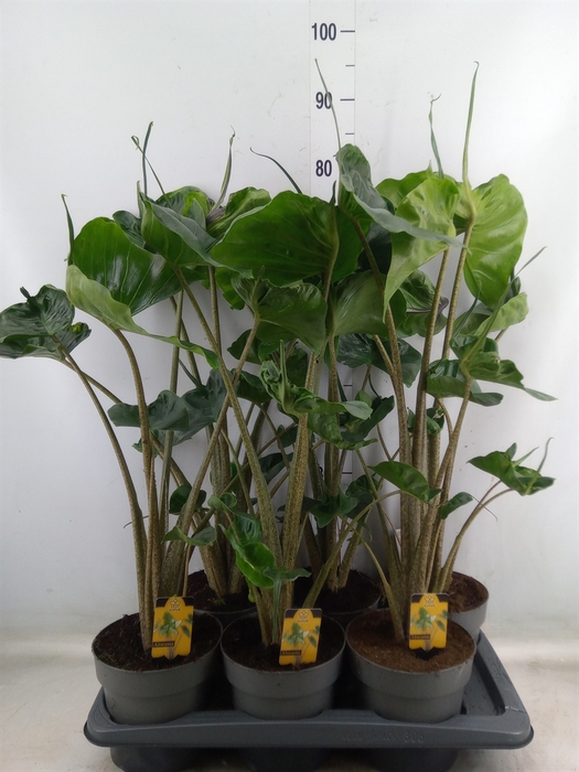 <h4>Alocasia macrorrhiza 'Stingray'</h4>