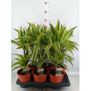 Dracaena fr de 'LemonLime'