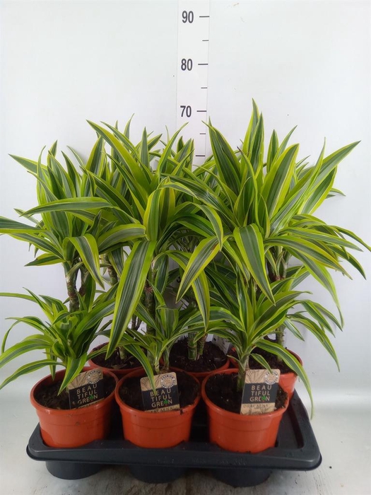 <h4>Dracaena fr de 'LemonLime'</h4>