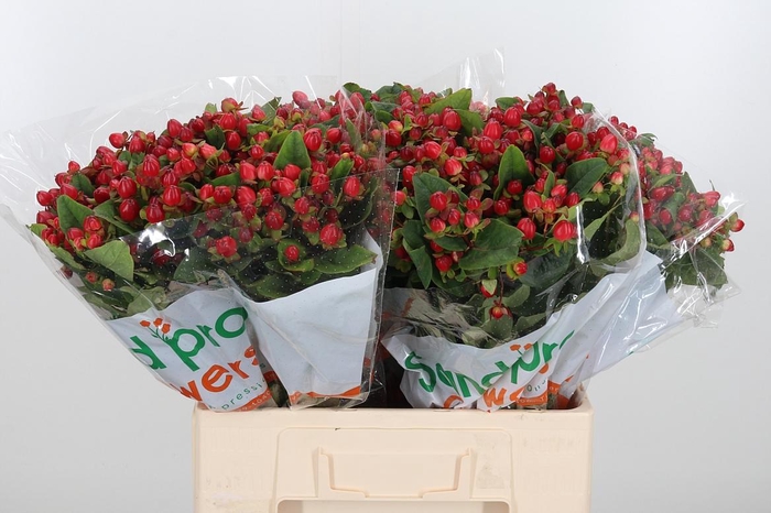 <h4>Hyp Mag Triumph</h4>