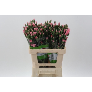 Dianthus TR 'Symply Candy'