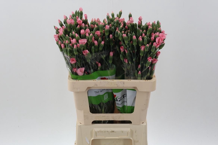 <h4>Dianthus TR 'Symply Candy'</h4>