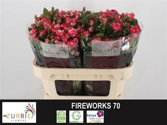 <h4>R TR FIREWORKS</h4>