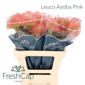 LEUCO AYOBA PINK