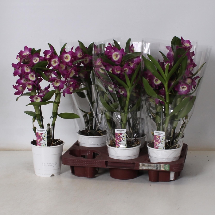 <h4>DEND NOBILE</h4>