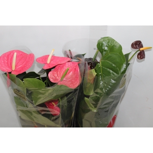 ANTHURIUM VARIADO P17 PREMIUM