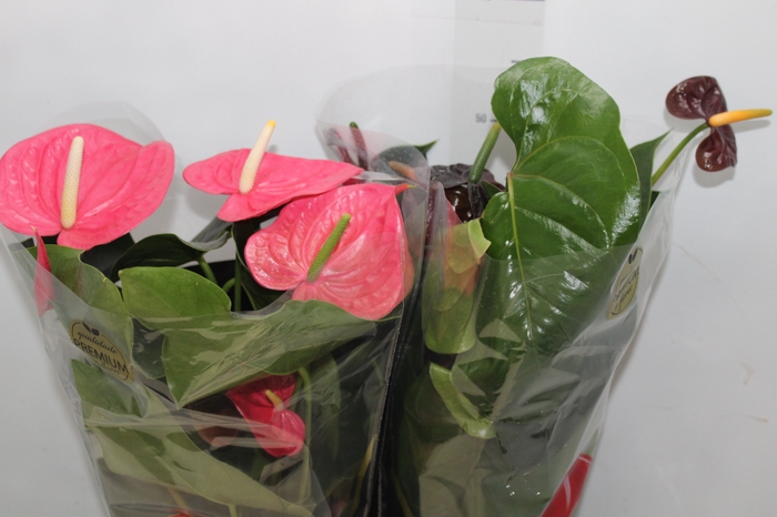 <h4>ANTHURIUM VARIADO P17 PREMIUM</h4>