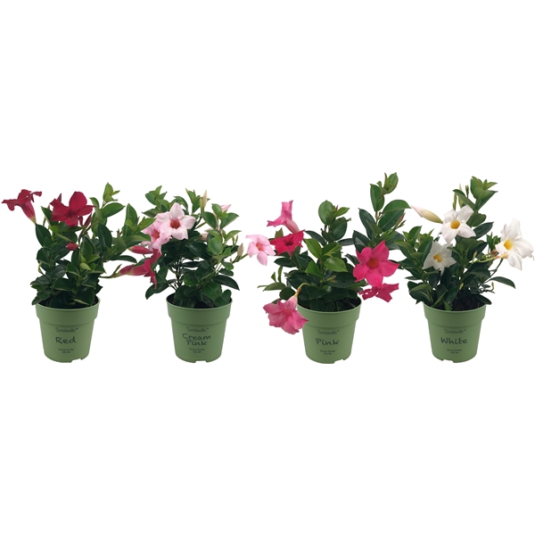 <h4>Mandevilla Sundaville Mixtray Bush (Dipladenia)</h4>