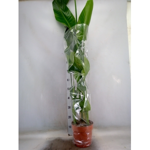 Strelitzia nicolai