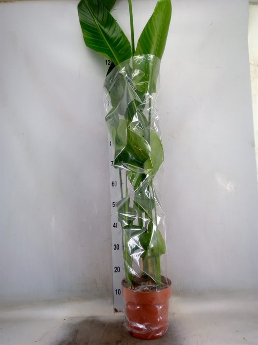<h4>Strelitzia nicolai</h4>