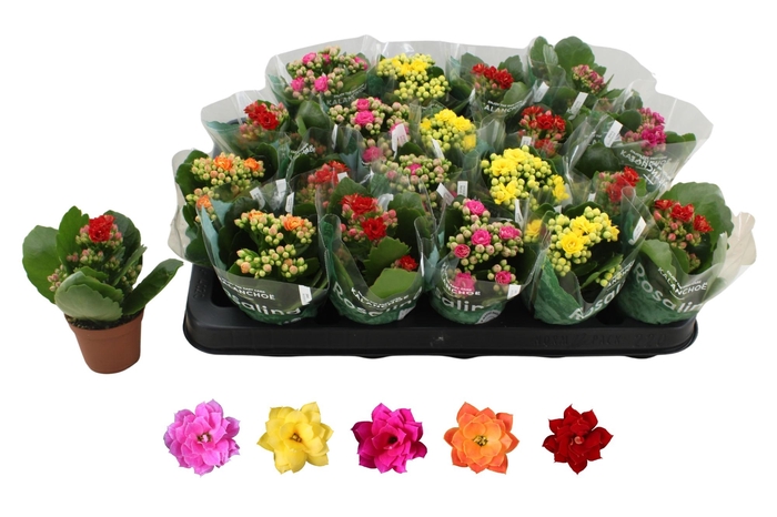 <h4>KAL GE RO GEM 5 KL</h4>