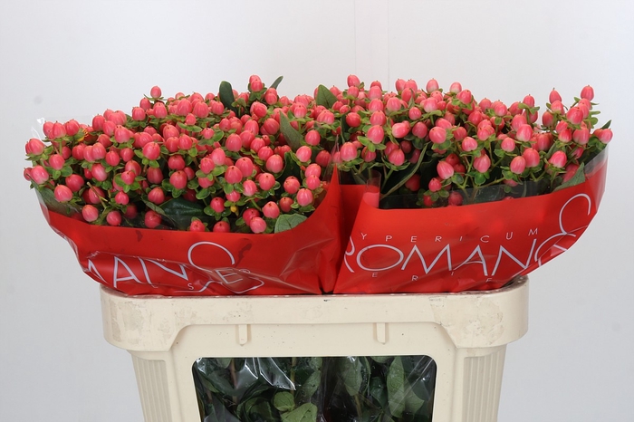 <h4>Hypericum Sweet Romance</h4>