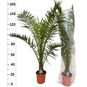PHOENIX CANARIENSIS