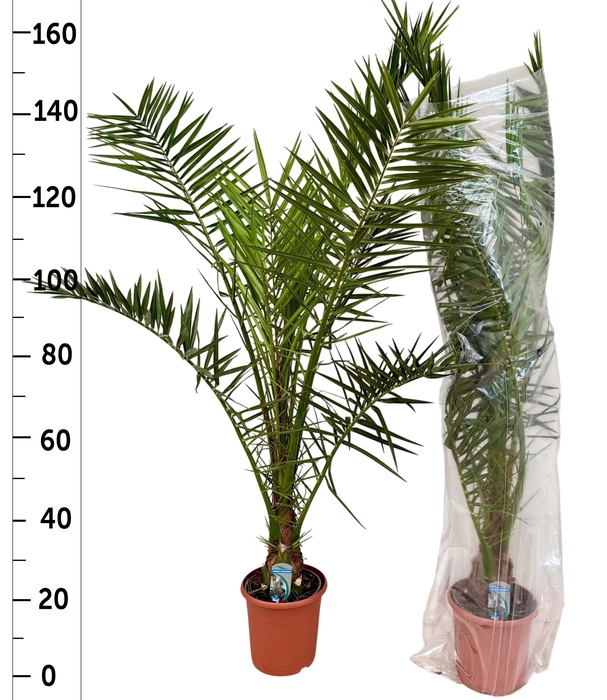 <h4>PHOENIX CANARIENSIS</h4>