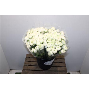 Ranunculus Elegance White