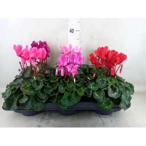 Cyclamen MD 'Macro'