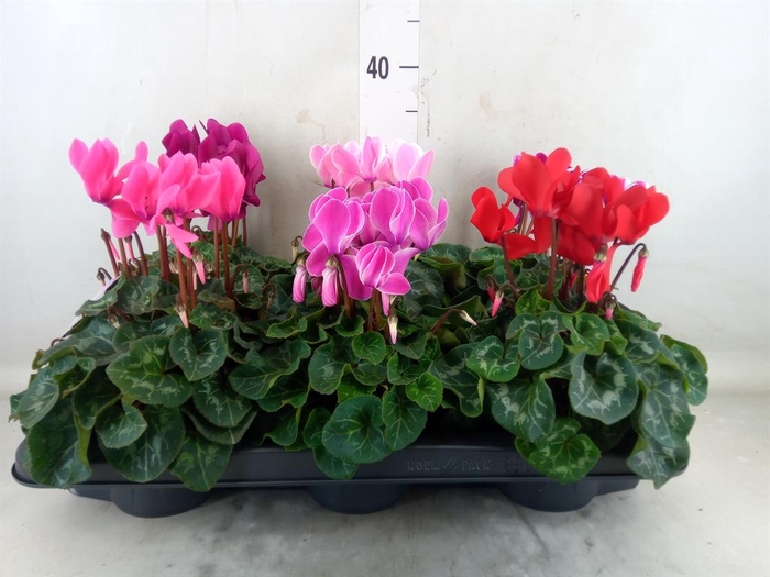 <h4>Cyclamen MD 'Macro'</h4>